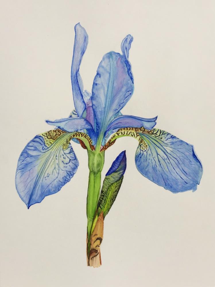 Iris You Were Here